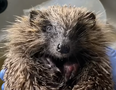 DSPCA rescues Mario the hedgehog from a drainage pipe in Dublin