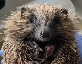 DSPCA rescues Mario the hedgehog from a drainage pipe in Dublin