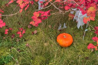 Have any spare pumpkins lying about? This Dublin gelato place wants them!