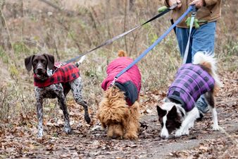 Pack your pooch and get involved in this charity dog walk in Phoenix Park!