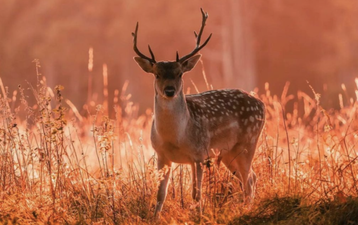 8 free activities in Dublin to enjoy over the long weekend