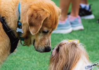 Give your dog the pawfect day at Pups In The Park this weekend