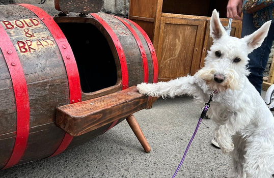 small white dog with their paw up on a barrel which has been remodelled to look like a small bar