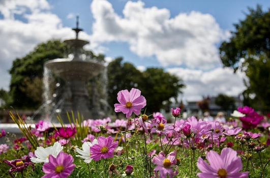 close up of purple flowers with water fountain, trees and blue skies in the background