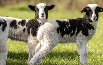Airfield offer free visits for students doing Leaving and Junior Cert exams