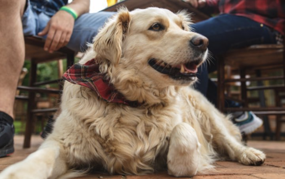 cheeky dogs party dublin