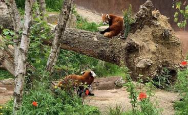 14 Dublin events to enjoy this summer season