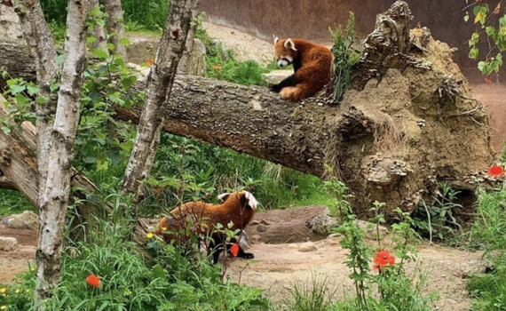 dublin summer season