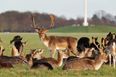 Studies show feeding Phoenix Park deer could lead to aggressive behaviour