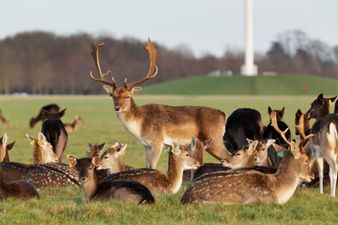 Studies show feeding Phoenix Park deer could lead to aggressive behaviour
