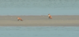 Coast Guard footage shows foxes trapped on sandbank after tide coming in