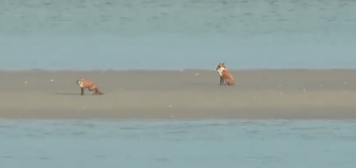two foxes trapped on a sandbank, surrounded by water
