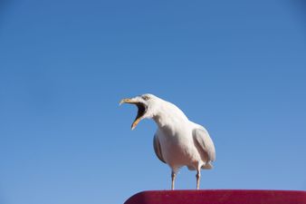 Seagull proof bin bags to alleviate ‘conflicts between humans and gulls’