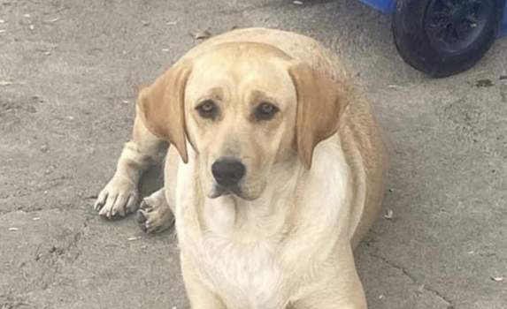 dogs angels ireland bills