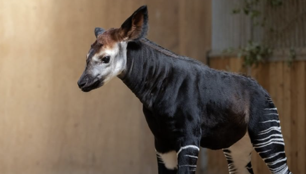 dublin zoo okapi calf