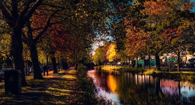 autumn leaves on trees along the grand canal, dublin