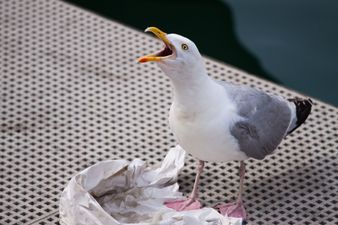 Plan to feed contraceptive pills to seagulls is flawed, says BirdWatch Ireland