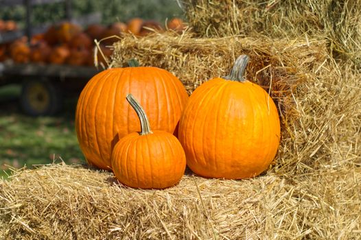 three pumpkins on a bale of hay