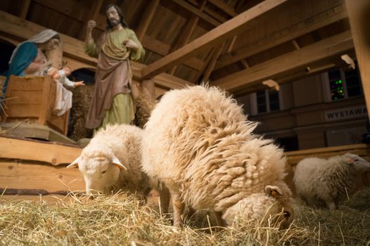 sheep eating hay in a crib with nativity figures in the background