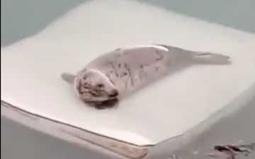 Concerns as a seal is spotted on dumped mattress off the coast of Dún Laoghaire