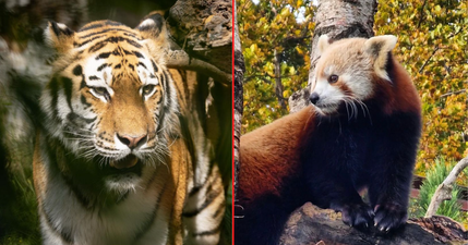 Dublin Zoo celebrating a great year by offering half price tickets