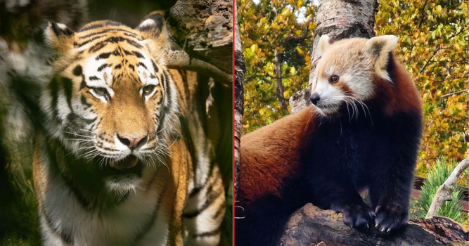 dublin zoo half-price tickets