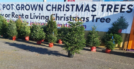 Dublin business lets you rent a Christmas tree, and re-rent the same one next year