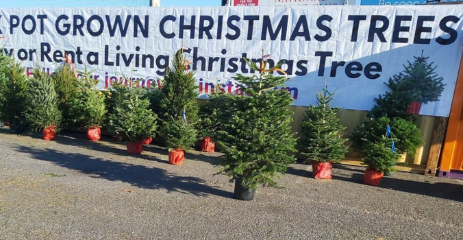 a selection of christmas trees in pots, available to rent