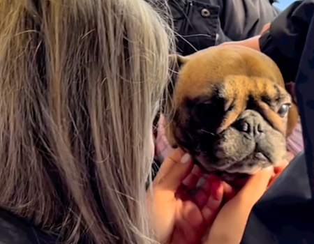 a small dog being petted and comforted by her owner. we can just see the back of the owners head