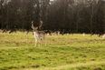 Wildlife group calls for deer to be removed from Phoenix Park