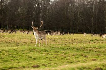 Wildlife group calls for deer to be removed from Phoenix Park