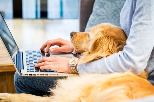 a retriever dog cuddling up on someones lap while they work on a laptop