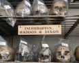 Trinity to return human skulls to Inishbofin and apologise for taking them without consent