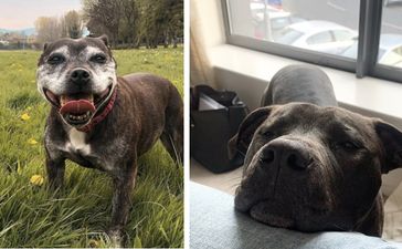 DSPCA launch ‘love-a-bull’ lounge to encourage adoption and spread positivity for bull breeds