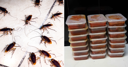 Dublin 1 takeaway served closure order due to ‘live cockroach infestation’
