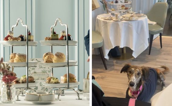 Dog friendly afternoon tea Dublin