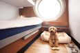 Stena Line to add 70 new pet-friendly cabins to Irish Sea routes