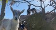New kid goats join fire-fighting herd in Howth and one is in need of a name