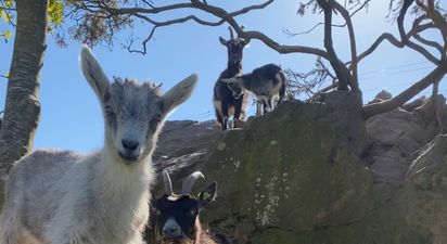 New kid goats join fire-fighting herd in Howth and one is in need of a name