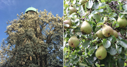 Have you noticed Ireland’s oldest fruit-bearing tree?