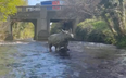 Have you noticed the life-sized rhino sculpture in the Dodder?