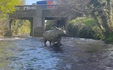 Have you noticed the life-sized rhino sculpture in the Dodder?