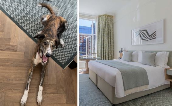 Dog Friendly hotel Dublin