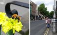 Dawson Street becomes Dublin’s most bee-friendly street with new pollinator corridor