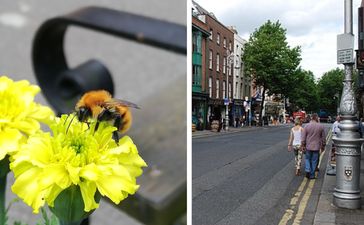 Dawson Street becomes Dublin’s most bee-friendly street with new pollinator corridor