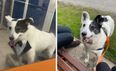 12 year old dog finds new home after spending 500 days with the DSPCA