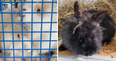 Four domestic rabbits rescued in Stephen’s Green after being let loose