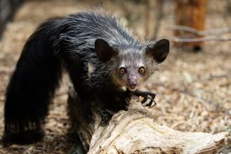 Dublin Zoo’s newest inhabitant the aye-aye has us saying no-no