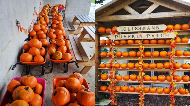 pumpkin patches dublin