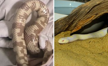 Huge snake found in Dublin woman’s bed, local pet shop appeals to find owner